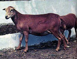 Africana Sheep