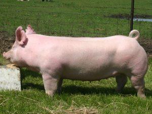 Australian Yorkshire Pig