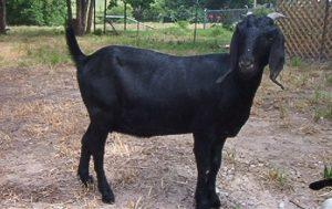 Black Bengal Goat