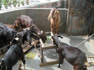 Black Bengal Goat Farming