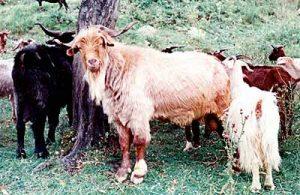 Carpatina Goats