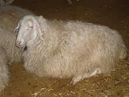 Acipayam Sheep