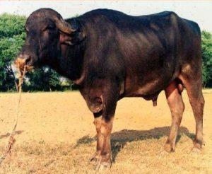 Bhadawari Buffalo Images