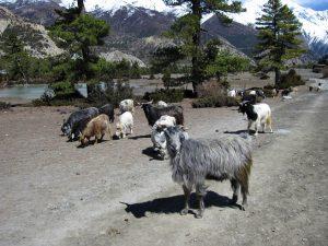 Chyangra Goat