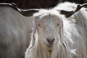 Chyangra Goat Images