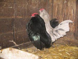 Barbu de Grubbe Chickens