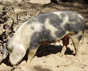 Belarus Black Pied Pig