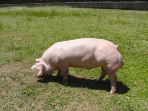 Belgian Landrace Pig