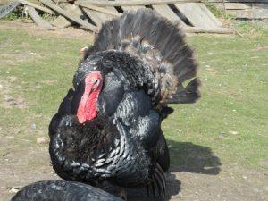Bourbonnais Black Turkey