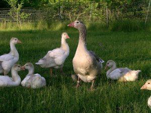 Cotton Patch Goose