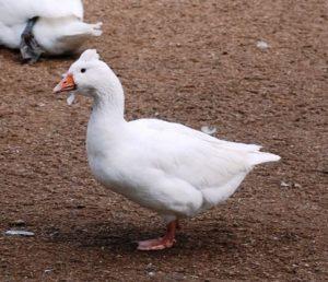 Czech Goose