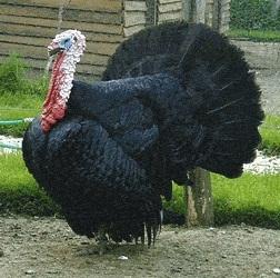 Gers Turkey
