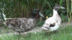 Hook Bill Duck