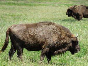 Romanian Buffalo