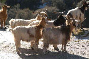 Aspromonte Goats