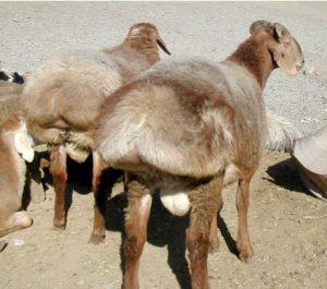 Balkhi Sheep