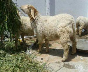 Bandur Sheep