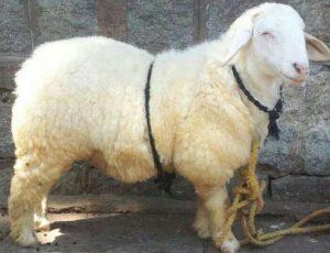 Bannur Sheep