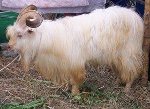 Changthangi Goat