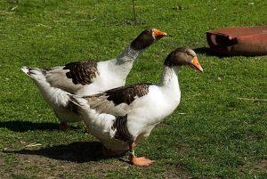 Danish Landrace Goose