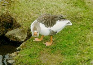 Faroese Goose