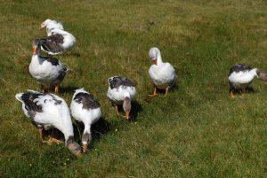 Faroese Gooses