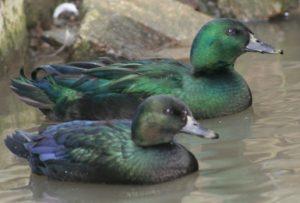 East Indies Duck