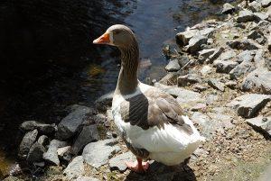 Oland Goose Images