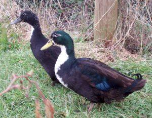 Shetland Duck