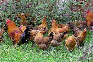 Sumava Chickens