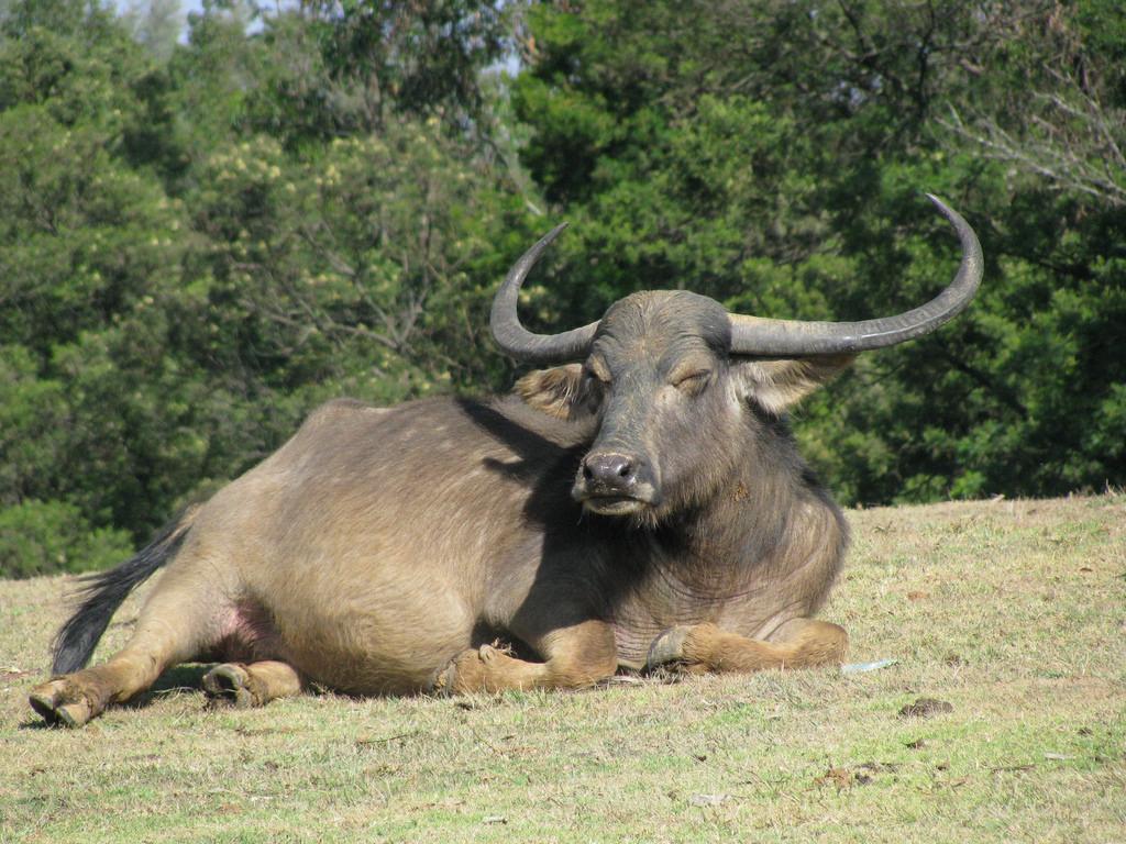 Toda Buffalo.