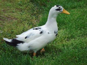 Ancona Duck