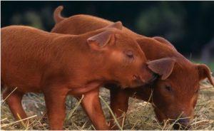 Baby Duroc Pig
