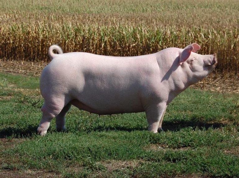 Informazioni sulla razza Chester White Pig, produzione di carne/maiale, allevamento, foto Informazioni sulla razza Chester White Pig, produzione di carne/maiale, allevamento, foto
