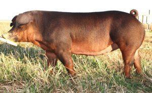 Duroc Pig