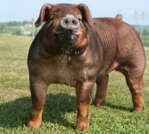 Duroc Pig Face