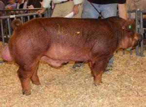 Duroc Pig Images