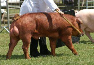 Duroc Pig Male