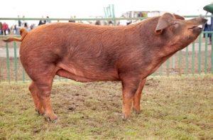 Duroc Pig Pictures