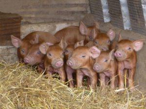 Duroc Piglets