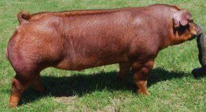 Duroc Pigs