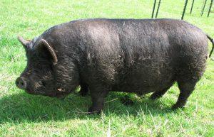 Guinea Hog
