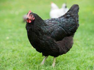 Black Australorp Chicken