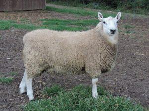 Border Cheviot Sheep