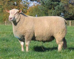Charollais Sheep