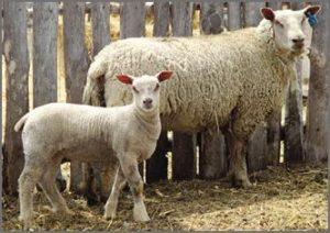 Charollais Sheep Baby
