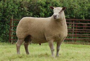 Charollais Sheep Images