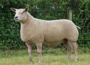 Charollais Sheep Pictures