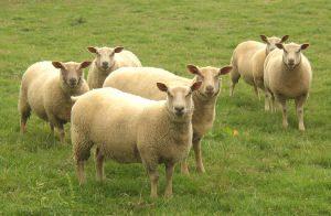 Charollais Sheeps
