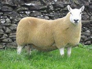 Cheviot Sheep